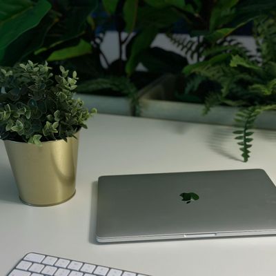 Green plant on a desk for visual rest